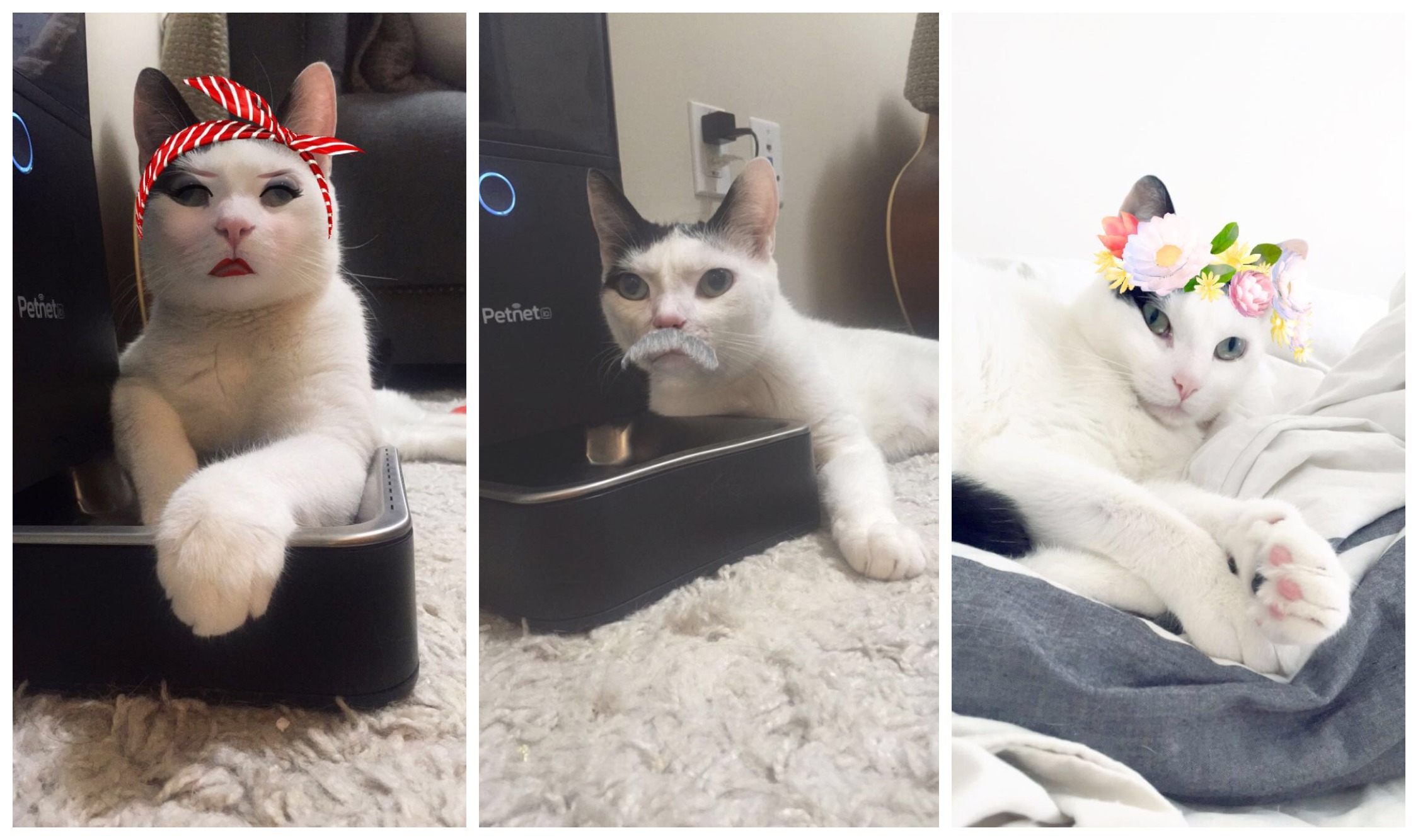 Love Your Kitty? Check Out Cat Lenses On Snapchat Now!‎